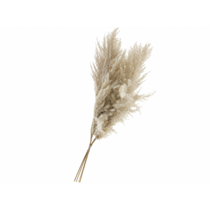 Dried Cortaderia Luxe Fluffy Cloud