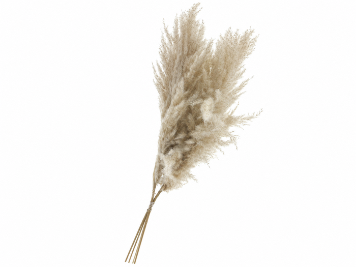 <h4>Dried Cortaderia Luxe Fluffy Cloud</h4>
