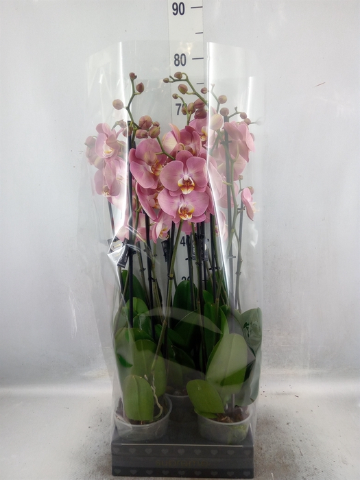 <h4>Phalaenopsis   ...</h4>