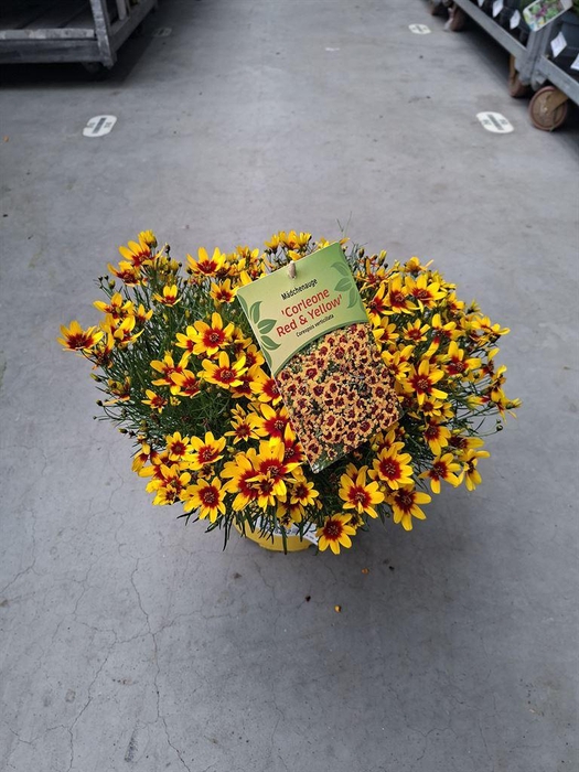 <h4>Coreopsis vert. 'Zagreb'</h4>