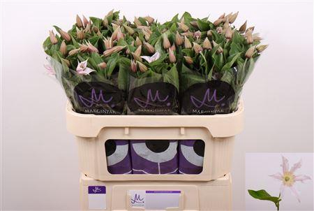 <h4>Clematis Amazing Kansas</h4>