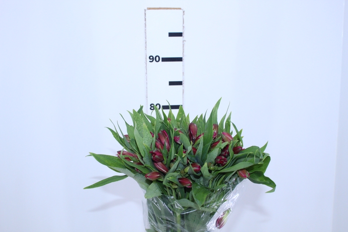 ALSTROEMERIA NAVARRO 080 CM