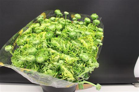 <h4>Cl Pon-pon Green</h4>