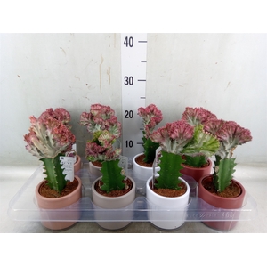Euphorbia lactea 'Cristata'