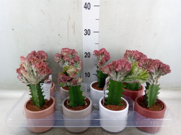 <h4>Euphorbia lactea 'Cristata'</h4>