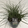 Miscanthus 'Adagio' P23 (5ltr)