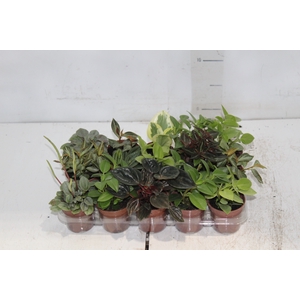 PEPEROMIA MINI P06 VARIADO