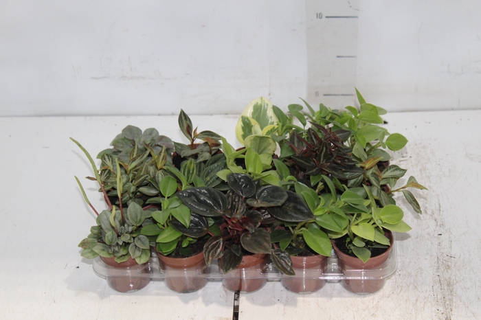 <h4>PEPEROMIA MINI P06 VARIADO</h4>