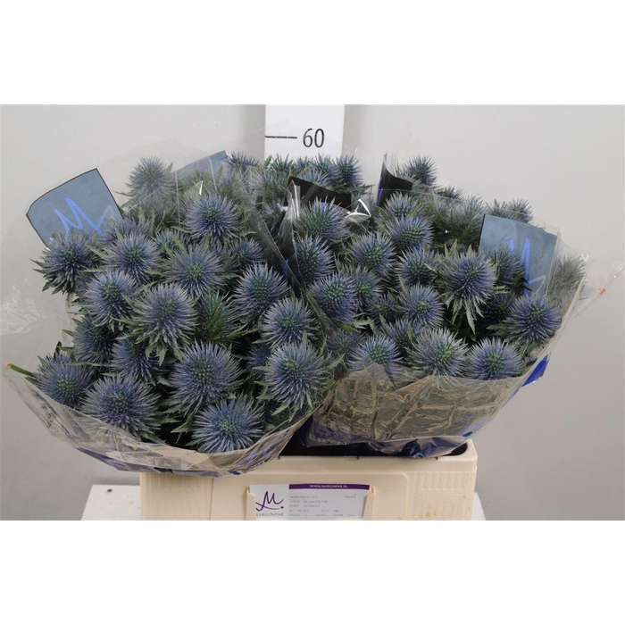 <h4>Eryn Magnetar Qstar</h4>