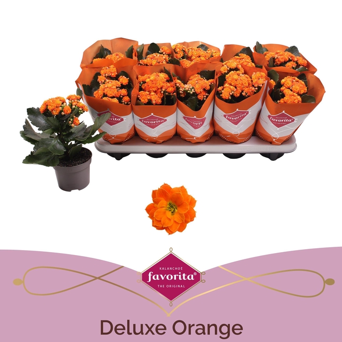 <h4>Kalanchoe Double Deluxe Orange stadium 2</h4>