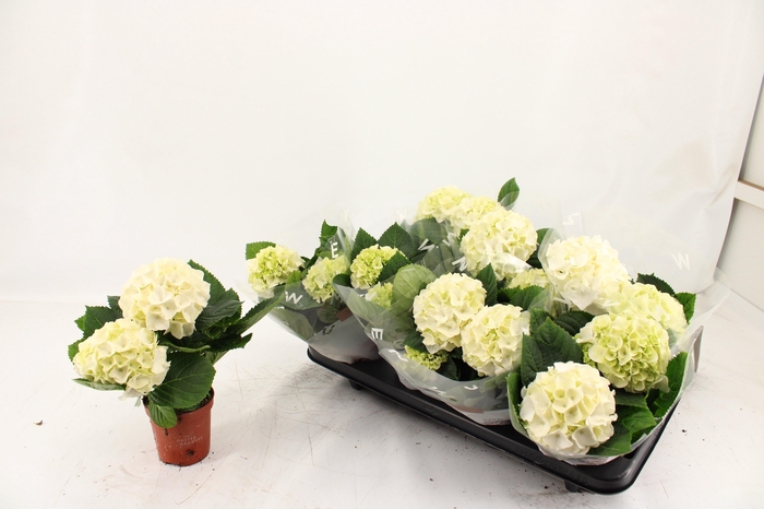 <h4>HYDR M HI WHITE SUN</h4>