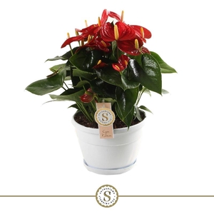 Anthurium Andreanum Schaal Napoli, Red Champion