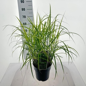 Miscanthus sinensis