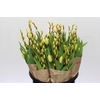 BQ Tulp Salix Yellow