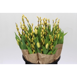 BQ Tulp Salix Yellow