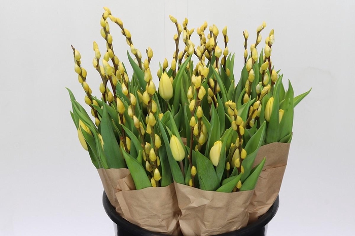 <h4>BQ Tulp Salix Yellow</h4>