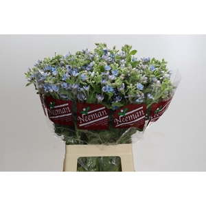 Oxypetalum Tweedia Blue