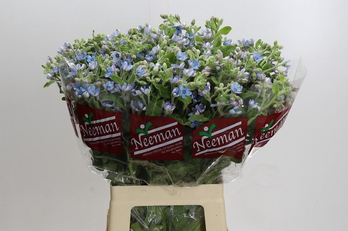 <h4>Oxypetalum Tweedia Blue</h4>