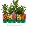 Helenium