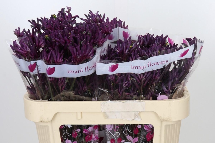 <h4>Anigozanthos Bush Merlot</h4>