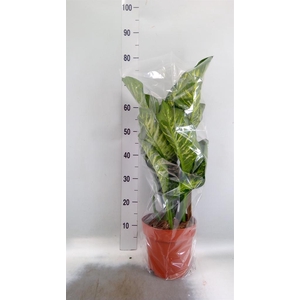 Dieffenbachia seg. 'Maroba'