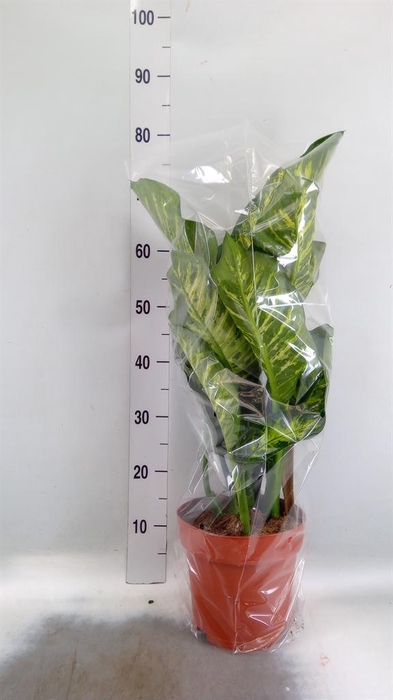 <h4>Dieffenbachia seg. 'Maroba'</h4>