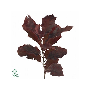 EIK ROOD KORT 60 CM
