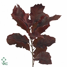 Quercus Rubra L80 Klbh. Frost Mint