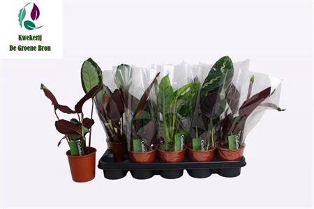 <h4>Calathea gemengd 4 soorten</h4>