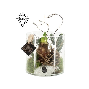 61703: X-mas arrangement