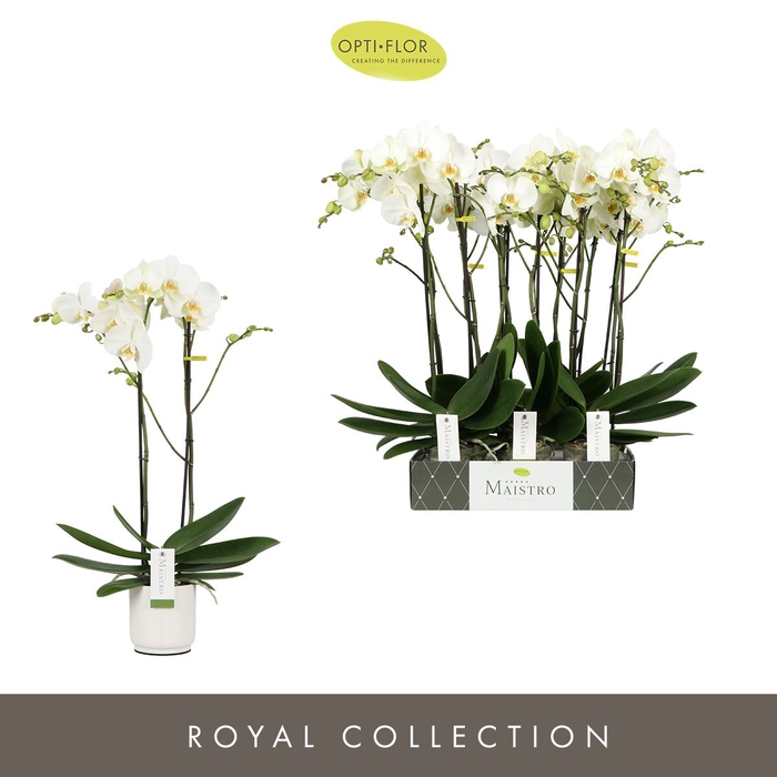<h4>Phalaenopsis wit meer takken</h4>