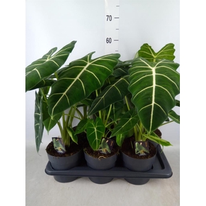 Alocasia   ...