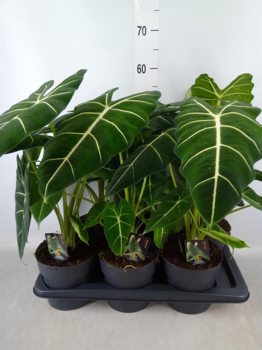 <h4>Alocasia ...</h4>