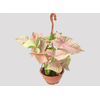 SYNGONIUM ROSA C18