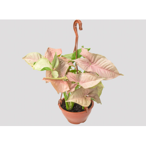 SYNGONIUM ROSA C21