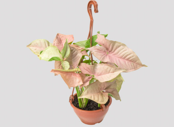 SYNGONIUM ROSA C18