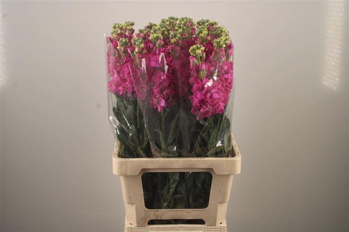 <h4>Matth Iron Hotpink</h4>