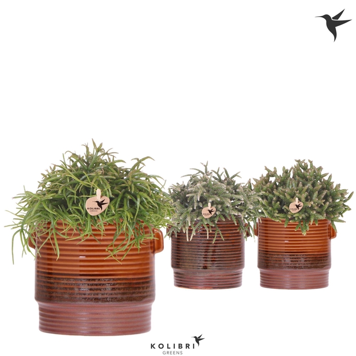 <h4>Kolibri Greens Rhipsalis mix in Sunset pot mix</h4>