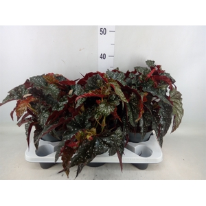 Begonia maculata