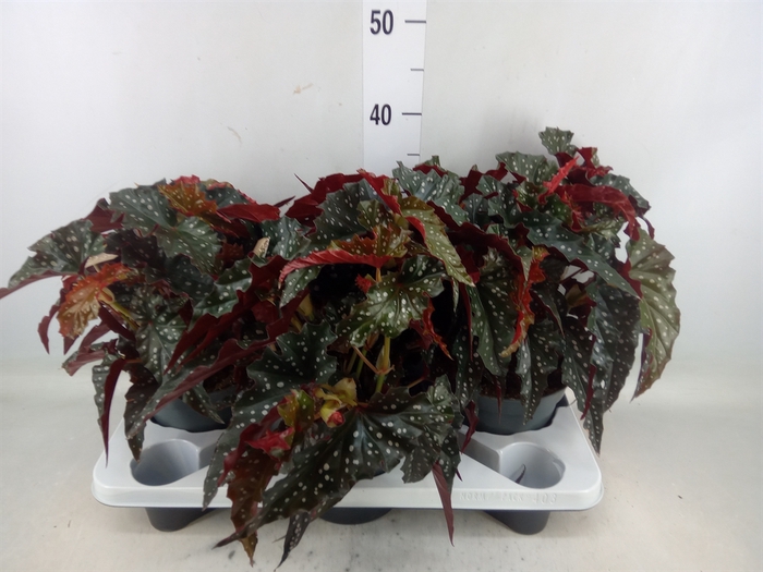 <h4>Begonia maculata</h4>