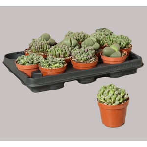 LITHOPS