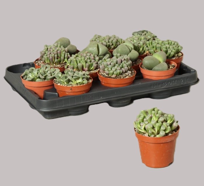 <h4>LITHOPS</h4>