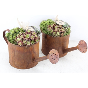 arr4 Semp PL - Roest gieter 285/4