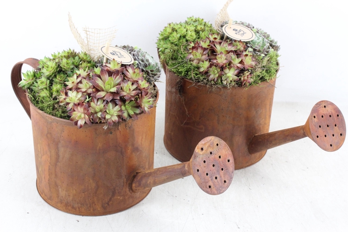 <h4>arr4 Semp PL - Roest gieter 285/4</h4>