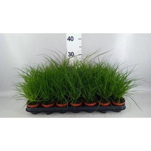 Carex brunnea