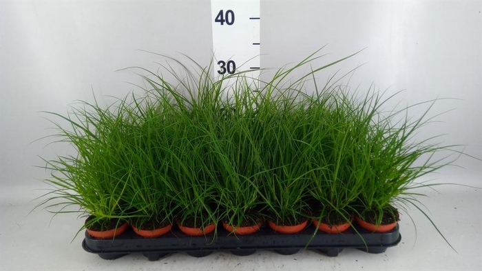 <h4>Carex brunnea</h4>