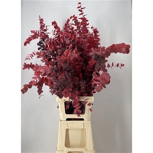 Dr Stab Stuart Red Xxl Matt Rosso