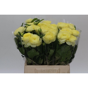 Ranunculus Moderna Limoncello