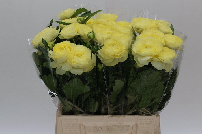 <h4>Ranunculus Moderna Limoncello</h4>