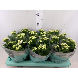 Kalanchoe blos. 'Skydive'